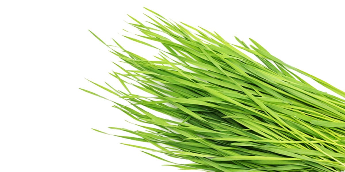 Wheatgrass