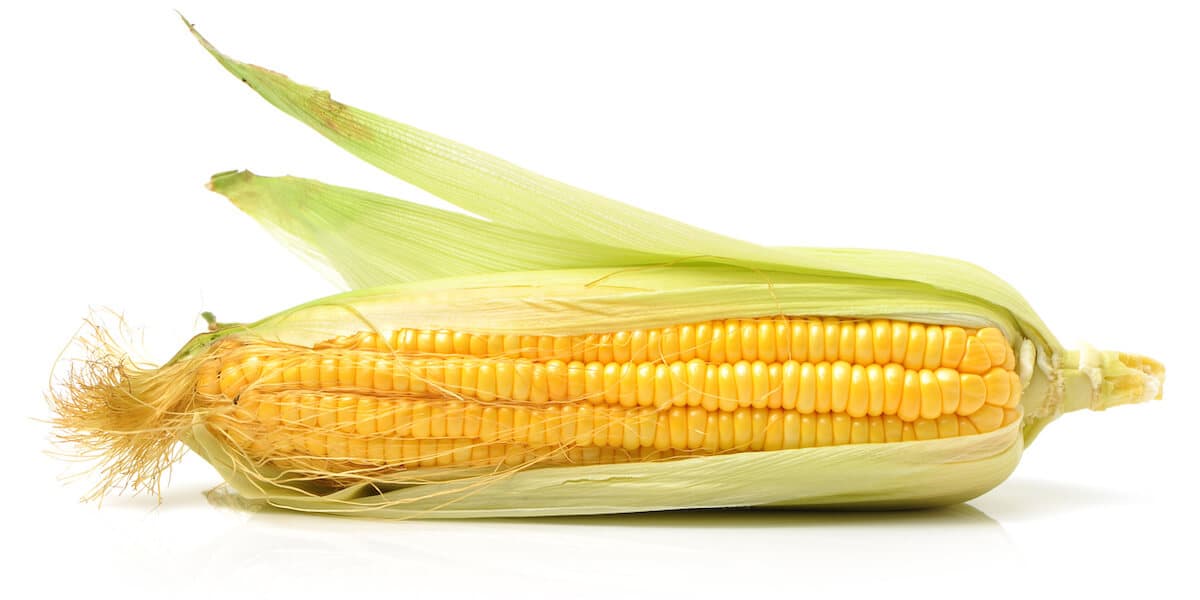 Sweet corn