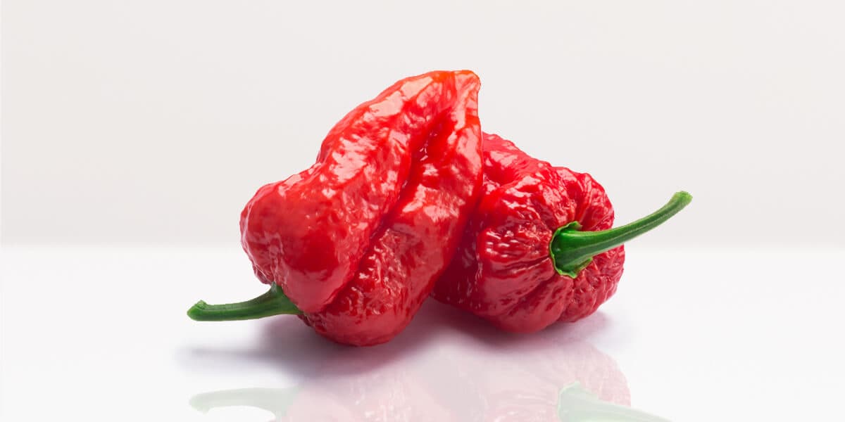 Ghost pepper