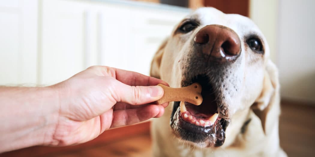 homemade-dog-treats-hero